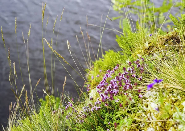 Timo fiorito sul fianco della montagna negli scarti Ladoga  . — Foto Stock