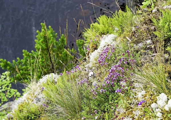 라도가 스커리의 산비탈에 꽃 백리향 . — 스톡 사진