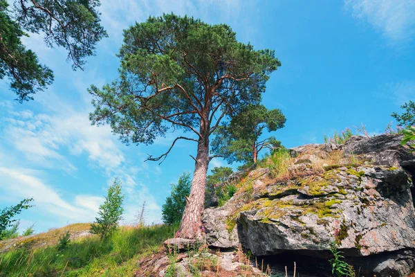 Pinheiro alto no penhasco. Paisagem de verão, Carélia . — Fotografia de Stock