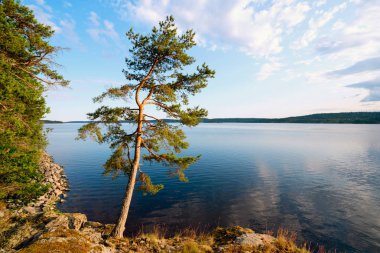 Ladoga Gölü'nde adanın kıyısında Çam .