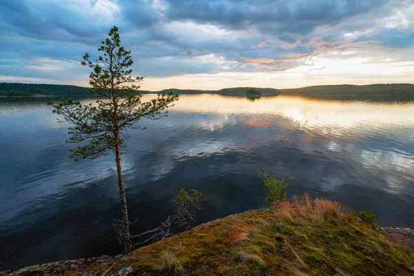 Pine szélén a festői partján, a sziget Ladoga-tó . — Stock Fotó