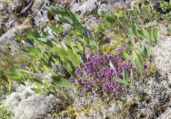 Bloei tijm op de berghelling in het Ladoga Skerries . — Stockfoto