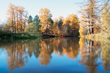 Resimli sonbahar manzarası. Sarı ağaçlar küçük bir göletin sularında yansır. .