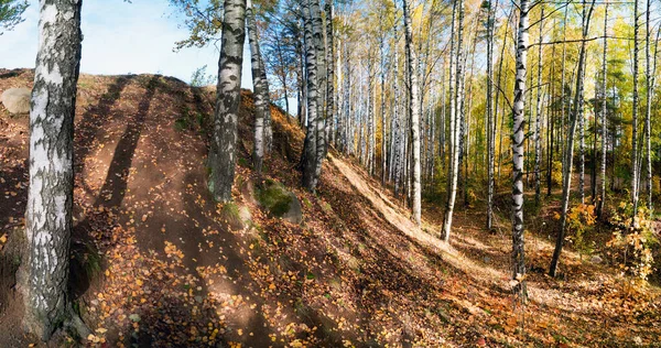 Birch grove on the mountainside . Autumn landscape — Stock Photo, Image