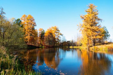 Resimli sonbahar manzarası. Sarı ağaçlar küçük bir göletin sularında yansır. .