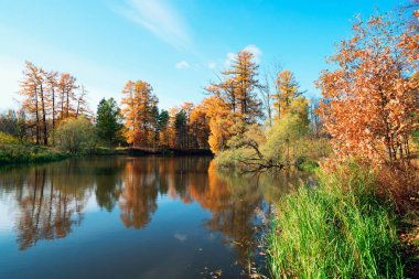 Resimli sonbahar manzarası. Sarı ağaçlar küçük bir göletin sularında yansır. .