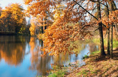 Resimli sonbahar manzarası. Sarı ağaçlar küçük bir göletin sularında yansır. .
