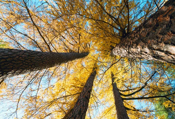 Krásné žluté modřínové stromy na podzim Slunečný les, pod modrou oblohou. — Stock fotografie