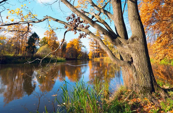 An oak tree spread its branches over the water in a city Park on a Sunny autumn day.