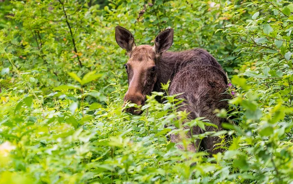 Elk Fica Floresta Grama Alta Região Leningrado Rússia — Fotografia de Stock