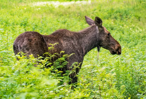 Elk Fica Floresta Grama Alta Região Leningrado Rússia — Fotografia de Stock
