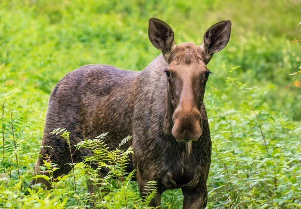 Elk Fica Floresta Grama Alta Região Leningrado Rússia Fotografias De Stock Royalty-Free
