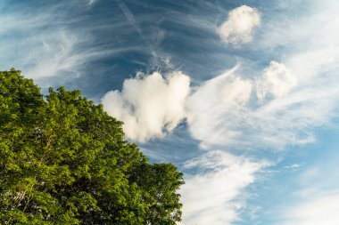 Yazın ağaçların tepesinde gün boyunca mavi gökyüzünde sirk bulutları. .