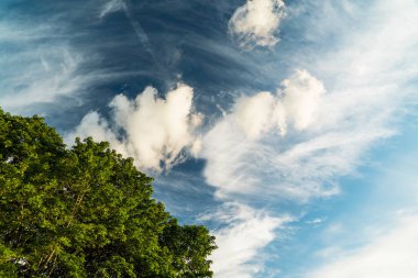 Yazın ağaçların tepesinde gün boyunca mavi gökyüzünde sirk bulutları. .