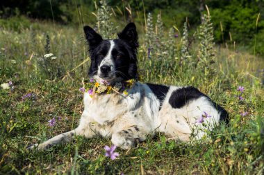 Taze çiçekli bir köpeğin portresi. .