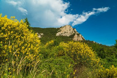 Kırım Dağlarındaki Sarı Gors çalıları .