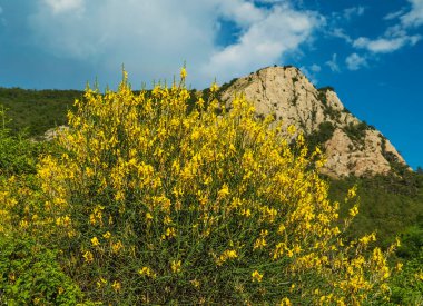Kırım Dağlarındaki Sarı Gors çalıları .