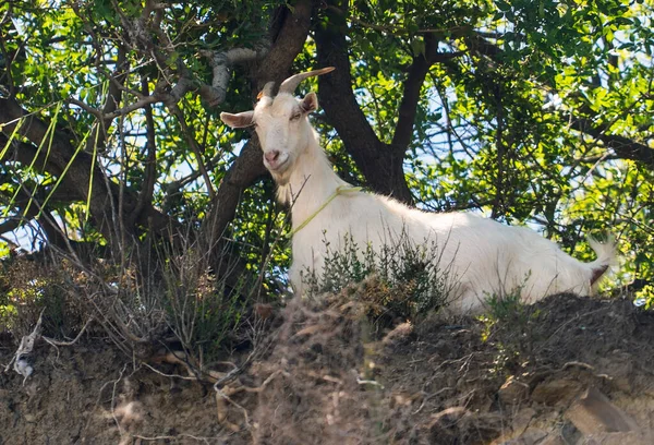山白山羊站在灌木丛中俯瞰着上面 — 图库照片