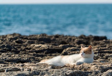 Kaya plajında uzanmış açık kırmızı bir kedi yatıyor.