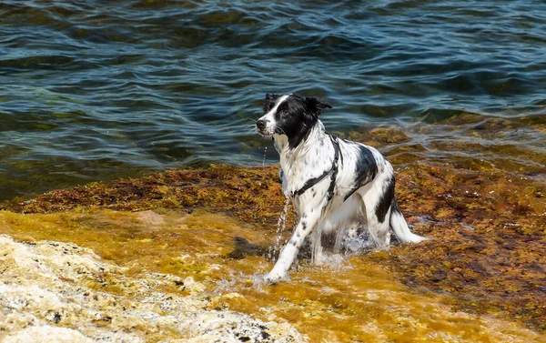 Denizde yüzdükten sonra ıslak bir köpek sudan kurtulur..