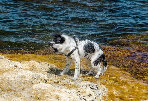 Denizde yüzdükten sonra ıslak bir köpek sudan kurtulur.