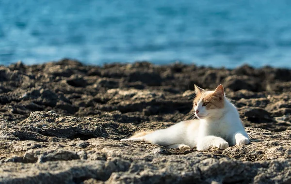 Light Red Cat Lies Stretched Out Stone Beach — Stock Photo, Image