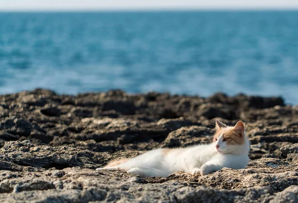 Eine Hellrote Katze Liegt Ausgebreitet Steinstrand — Stockfoto