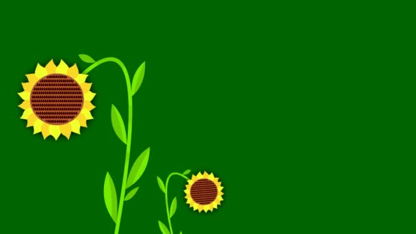 Animazione Grande Girasole Rotondo Giallo Fiore — Video Stock