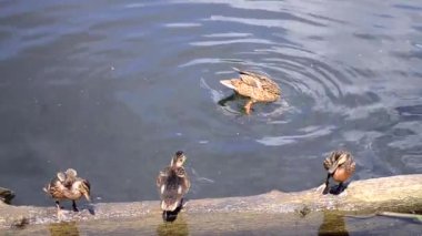 Doğadaki vahşi ördek ve küçük yavruları.
