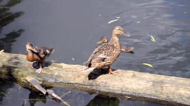 Doğadaki vahşi ördek ve küçük yavruları.