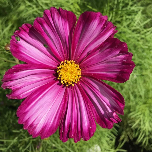 Große Rosa Blume Mit Einer Mitte Form Einer Gelben Krone — Stockfoto