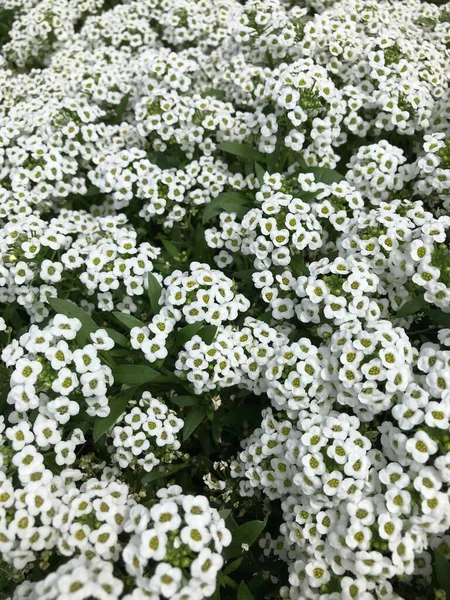 Małe Białe Kwiaty Tworzące Białe Tło Zielonymi Liśćmi — Zdjęcie stockowe