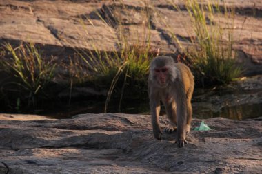 Öğleden sonra maymun tepenin üstünde oturuyor.