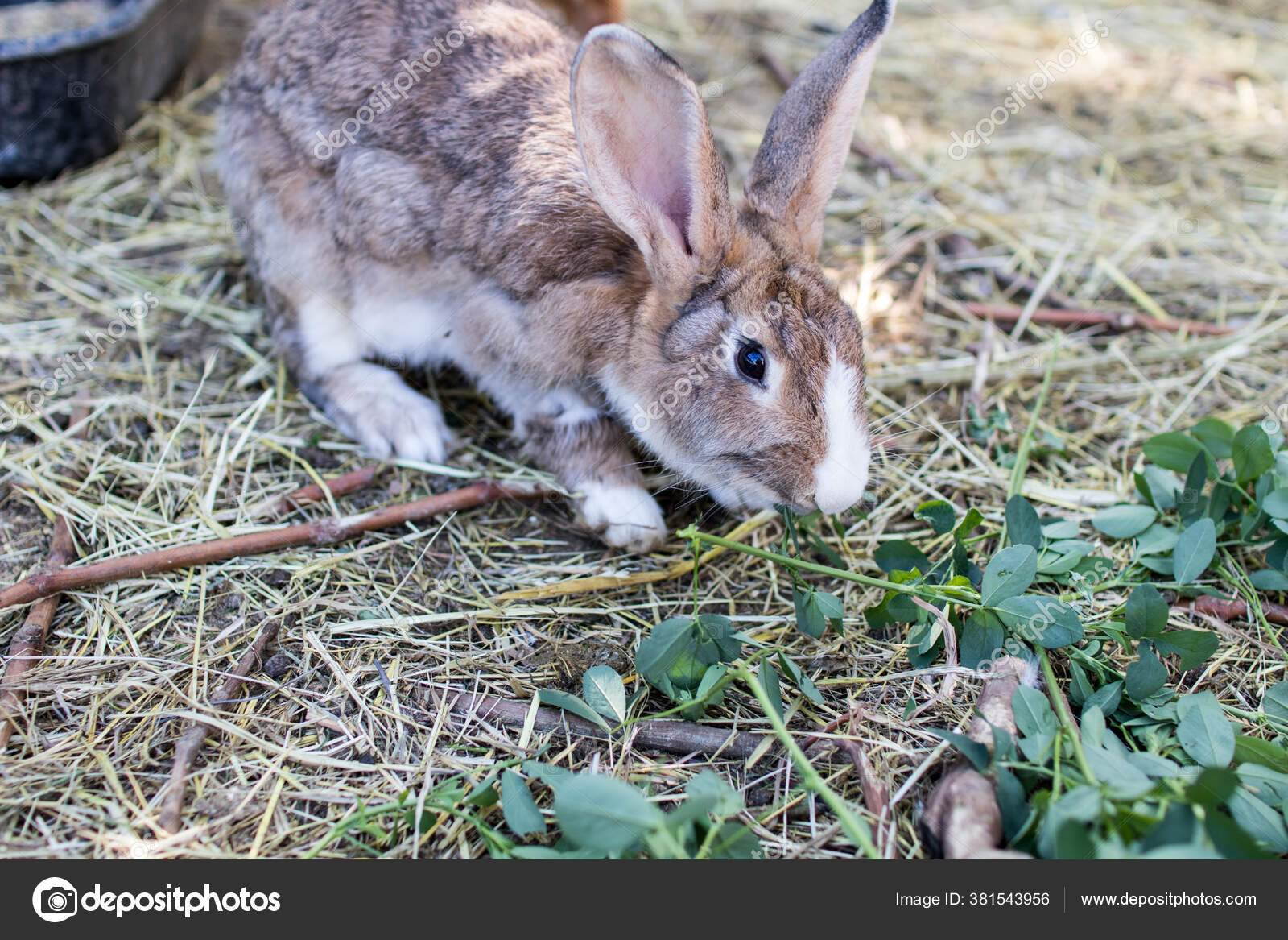 Brown Rabbit Eating Fresh Grass Hay Biological Breeding Chickens