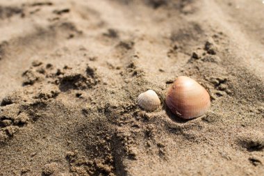 Kumsalda iki deniz kabuğu. Büyük ve küçük kabuk