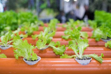 Topraksız tarım için plastik boru tesisatı. Su tasarrufu için yenilikçi hidrofonik tarım salatası, kentsel bahçeler için prototip