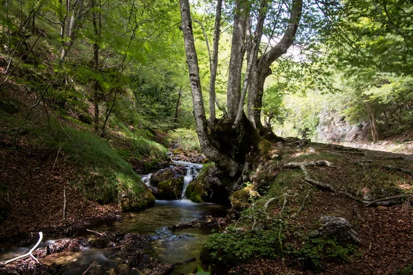 Bach Mit Kleinem Wasserfall Einem Mediterranen Wald Mit Moos Und — Stockfoto