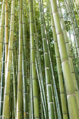 Bambu yetiştirme, bambu kütükleri, marangozluk malzemeleri üretimi için yoğun ahşap üretimi. Ve bambu ve ham maddenin iç malzemesi. Yeşil ve açık kahverengi bambu ormanı