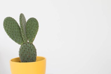 Beyaz arka planda sarı bir kutuda kürek yaprakları ve dikenleri olan kaktüsler. Üç kürekli yağlı bitki, klasik kaktüs, sulu bitki..