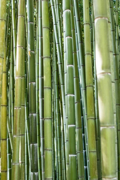 Pěstování Bambusu Bambusové Klády Plném Růstu Těžba Hustého Dřeva Pro — Stock fotografie