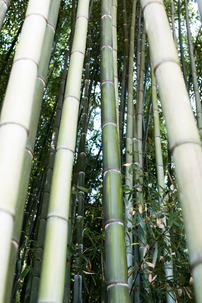 竹木种植 竹木生长旺盛 木料生产密度高 以及竹子和原材料的内部供应 浅褐色竹林 — 图库照片