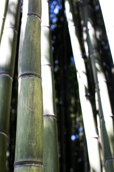 Culture Bambou Bûches Bambou Pleine Croissance Production Bois Dense Pour — Photo