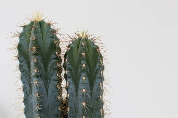 Kaktusz Típusú San Pedro Két Fejjel Tövissel Zöld Törzzsel Két — Stock Fotó