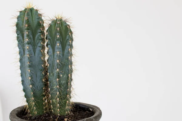 Kaktus Typu San Pedro Dwiema Głowami Kolcami Zielonym Bagażnikiem Dwa — Zdjęcie stockowe