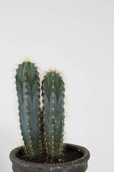 Cacto Tipo San Pedro Com Duas Cabeças Com Espinhos Tronco — Fotografia de Stock