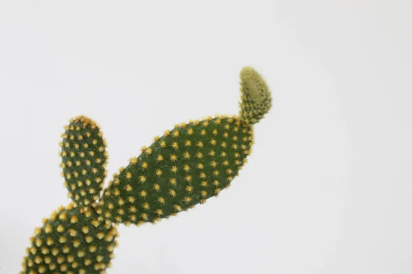 Растение Кактуса Зелеными Листьями Лопатами Маленькими Желтыми Шипами Белом Фоне — стоковое фото