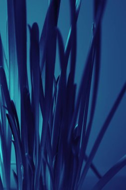 Yüksek saplı, sahte renkli ve duotonlu narsis çiçekleri. Arka plan, çiçek ve bitki temaları için çok renkli görüntüler. Duotone: cyan ve mavi