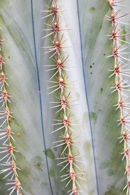 Kaktüsü doku arka planı olarak kapat. Dikenli yeşil kaktüsün ayrıntıları.