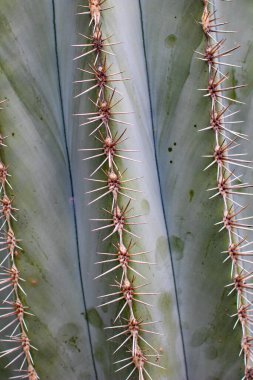 Kaktüsü doku arka planı olarak kapat. Dikenli yeşil kaktüsün ayrıntıları.