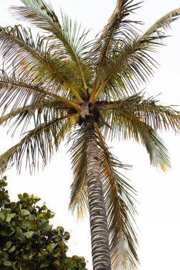 Turistik yerleri ve palmiyeleri olan bir plaj. Tenerife Adası